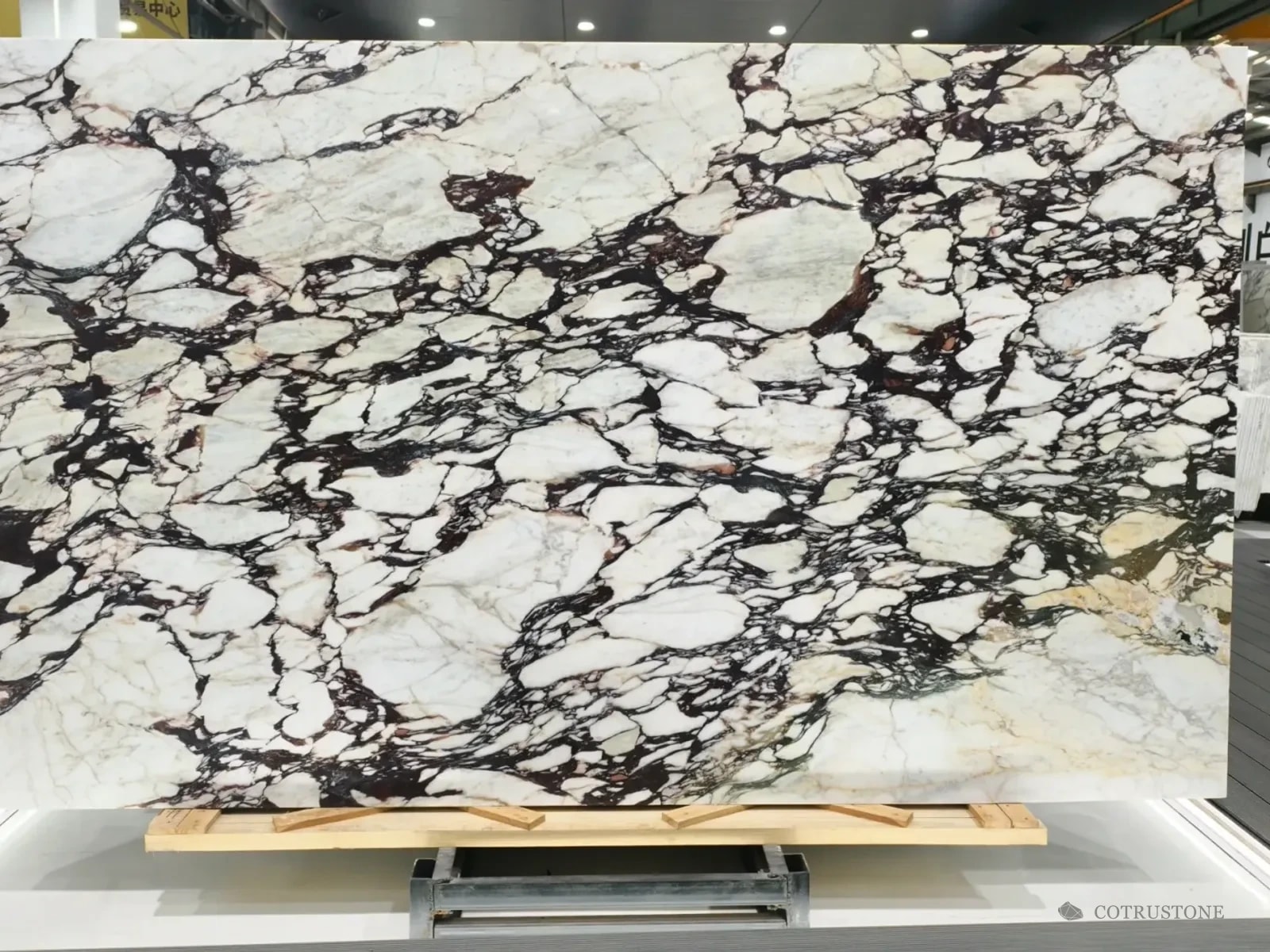 Complete Calacatta Viola slab showing the overall ivory and burgundy pattern